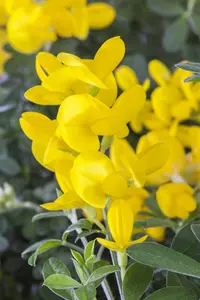 Genista tinctoria