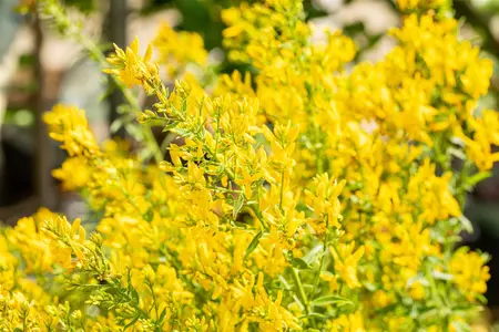 Genista tinctoria - 2 Ltr pot - image 2