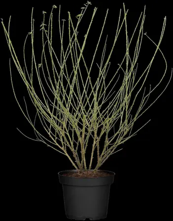 Genista tinctoria 'Royal Gold' - 3 Ltr pot - image 1
