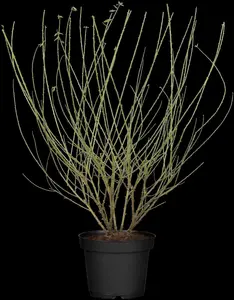 Genista tinctoria 'Royal Gold' - 3 Ltr pot - image 1