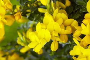 Genista tinctoria 'Royal Gold' - 30-40 CM C2 - image 2