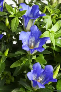 Gentiana acaulis - P9
