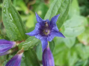 Gentiana asclepiadea
