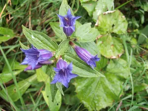 Gentiana asclepiadea - P9 - image 2