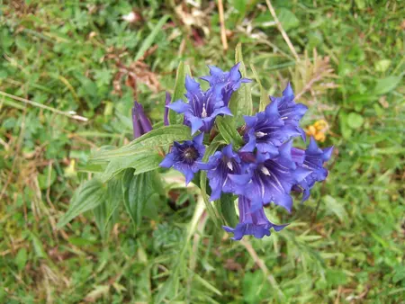 Gentiana asclepiadea - P9 - image 4