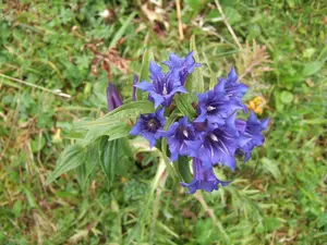 Gentiana asclepiadea - P9 - image 4