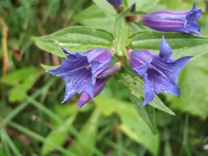 Gentiana septemfida lagodechiana