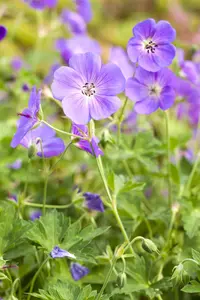 GERANIUM  6 Pk - image 5