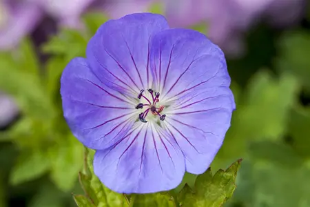 Geranium  'Azure Rush'? - 3 Ltr pot