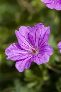 Geranium 'Blushing Turtle' - P9 - image 2