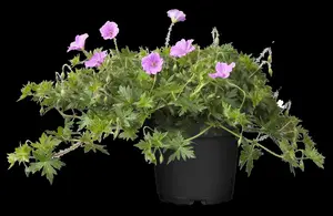 Geranium 'Blushing Turtle' - P9 - image 2