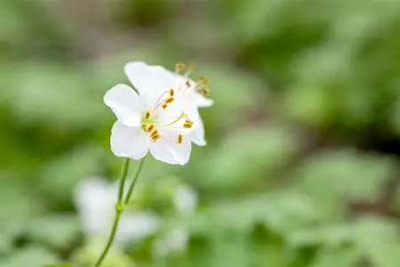 Geranium cant. 'Biokovo' - P13 - image 2