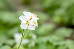 Geranium cant. 'Biokovo' - P13 - image 2