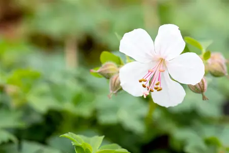 Geranium cant. 'Biokovo' - P13 - image 3