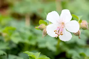Geranium cant. 'Biokovo' - P13 - image 3