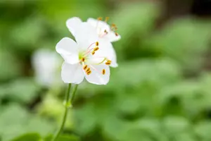 Geranium cant. 'Biokovo' - P13 - image 4