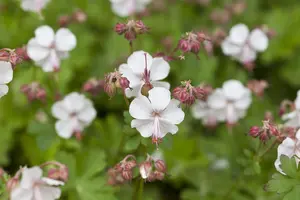 Geranium cant. 'St Ola' - P9
