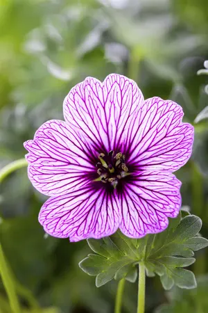 Geranium cin. 'Ballerina' - P11 - image 2