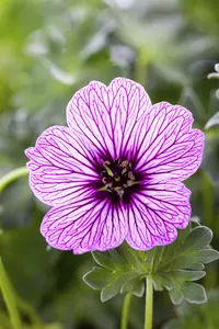 Geranium cin. 'Ballerina' - P11 - image 2