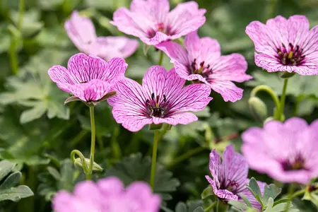 Geranium cin. 'Ballerina' - P11 - image 3