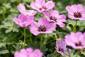 Geranium cin. 'Ballerina' - P11 - image 3