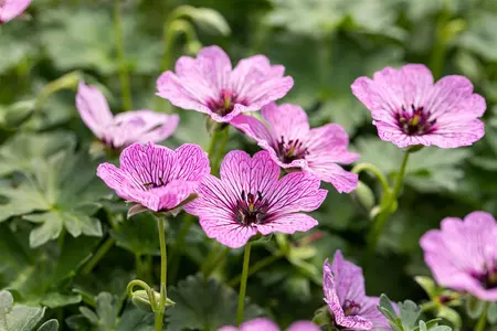 Geranium cin. 'Ballerina' - P11 - image 4