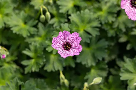 Geranium cin. 'Ballerina' - P11 - image 5