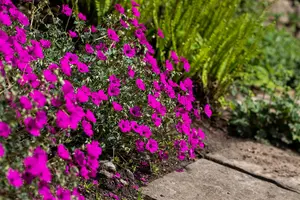 Geranium cin. 'Giuseppii' - 2 Ltr pot - image 3