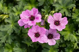 Geranium cin. 'Laurence Flatman'