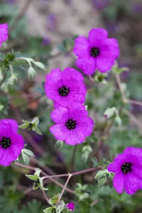 Geranium cinereum subcaulescens - P11 - image 2
