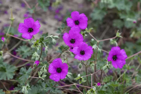 Geranium cinereum subcaulescens - P11 - image 3