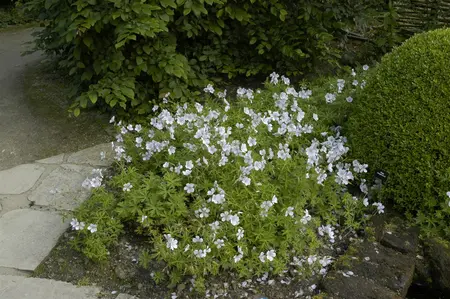 Geranium clarkei 'Kashmir White' - P9 - image 1
