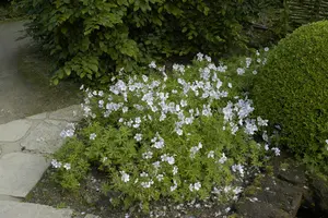 Geranium clarkei 'Kashmir White' - P9 - image 1