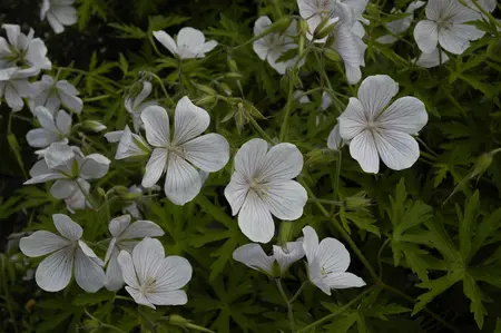 Geranium clarkei 'Kashmir White' - P9 - image 2