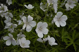 Geranium clarkei 'Kashmir White' - P9 - image 2
