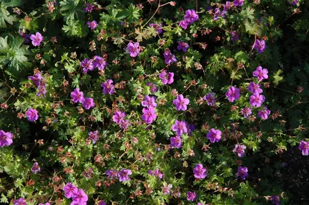 Geranium 'Dilys' - P9
