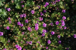 Geranium 'Dilys'