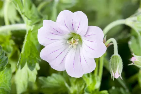 Geranium 'Dreamland' - 1.5 Ltr pot - image 1