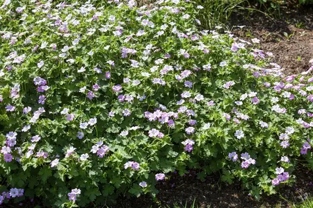 Geranium 'Dreamland' - 1.5 Ltr pot - image 3