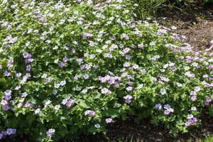 Geranium 'Dreamland' - 1.5 Ltr pot - image 3