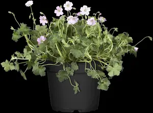 Geranium 'Dreamland' - 1.5 Ltr pot - image 4