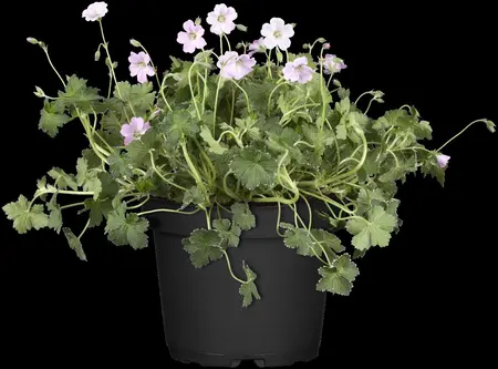 Geranium 'Dreamland' - 2 Ltr pot - image 4