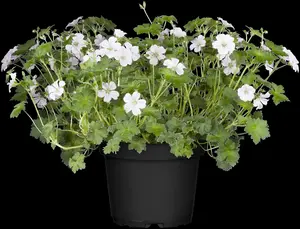 Geranium 'Dreamland' - 1.5 Ltr pot - image 2