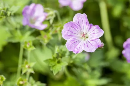 Geranium endressii - 2 Ltr pot - image 2