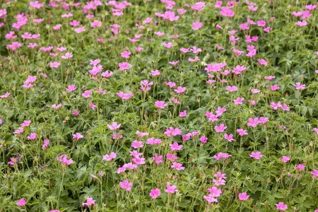 Geranium endressii 'Wargrave Pink' - 1.5 Ltr pot - image 2