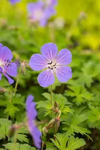 Geranium himalayense 'Baby Blue'