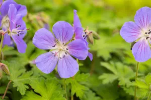 Geranium himalayense 'Baby Blue' - P9 - image 2