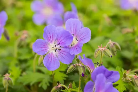 Geranium himalayense 'Baby Blue' - P9 - image 3