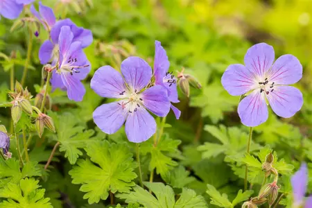 Geranium himalayense 'Baby Blue' - P9 - image 4