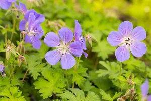 Geranium himalayense 'Baby Blue' - P9 - image 4